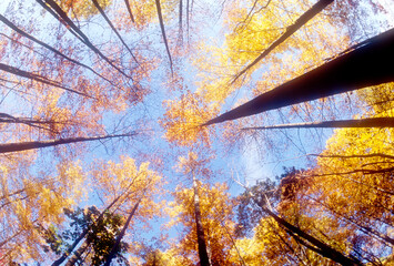 Low angle view of forest in autumn