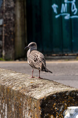 Larus michahellis pertenece a la familia de Laridae.