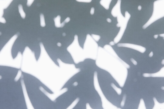 Shadows of leaves on white background