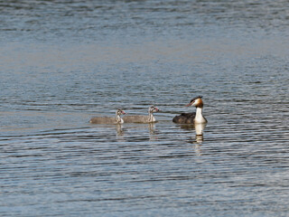 Haubentaucher mit Jungen