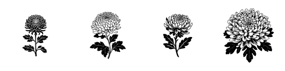 Four black and white chrysanthemum flowers with leaves and stems in a vintage woodcut engraving style isolated on a white background