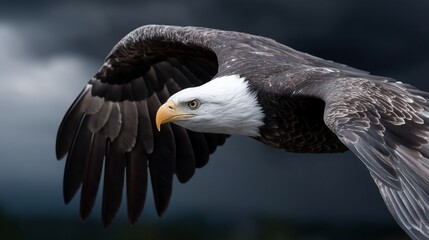 Fototapeta premium Powerful eagle soaring through stormy sky