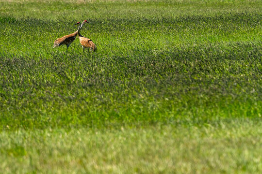 Sandhill cranes on Camas Prairie