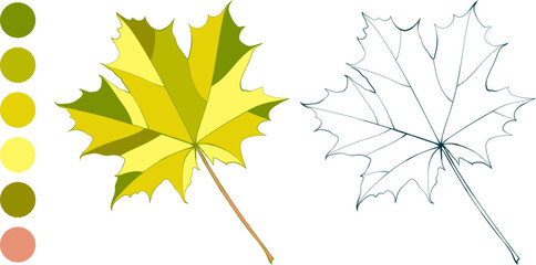 Set of hand-drawn yellow-green fall colored maple autumn leaves and color palette isolated on white background. Flat and line styles vector illustration.