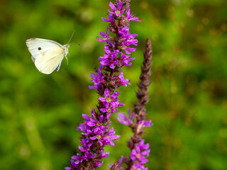 cabbage white butterfly in flight