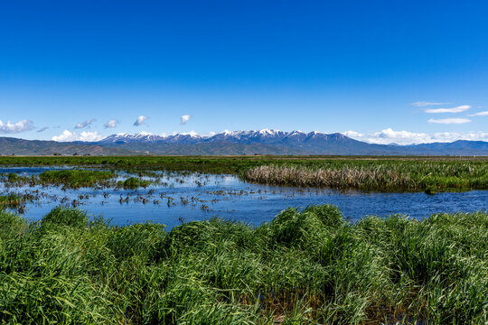 Lush lowlands of Camas Prairie