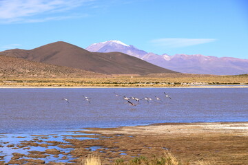 Flamingos in Red Lagoon, Laguna Vinto, altiplano of Bolivia