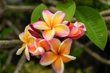 Close-up of peach colored Frangipani flowers