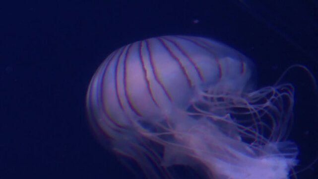 Chrysaora pacifica jellyfish in aquarium