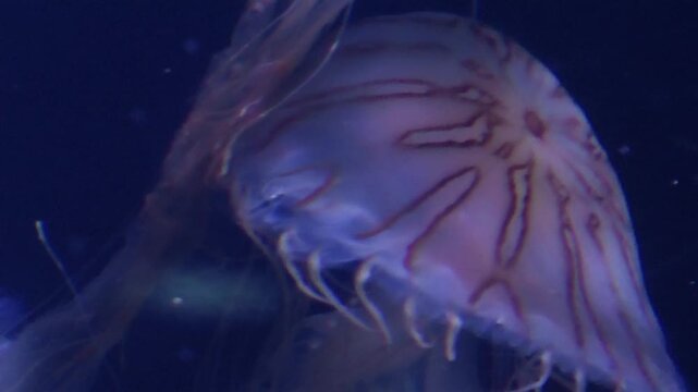 Chrysaora pacifica jellyfish in aquarium