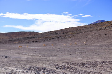 Wild vicunas in Bolivia, South America