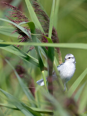 Young Azure Tit on a Reed