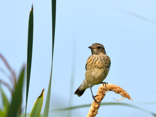 stonechat on a reed