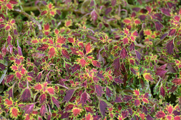 Coleus - plants of the Lamiaceae family, variety Zvezdochka UO
