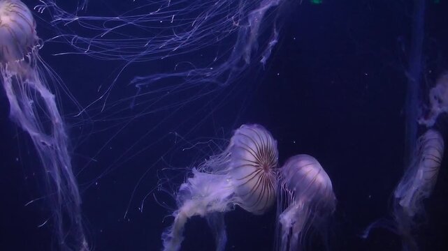 Chrysaora pacifica jellyfish in aquarium