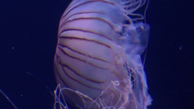 Chrysaora pacifica jellyfish in aquarium
