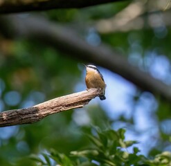 Red-Breasted Nuthatch