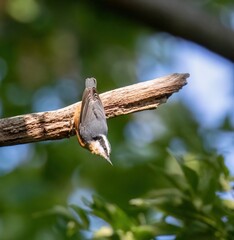 Red-Breasted Nuthatch