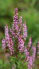 Obraz premium Pink flowers in a garden