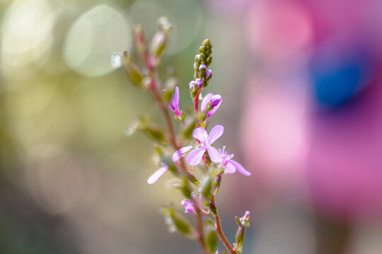 Close-up of purple wildflower - Powered by Adobe
