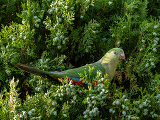 Female king parrot perching on Leyland cypress