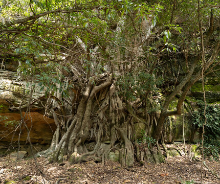 Large fig tree with tangled aerial roots