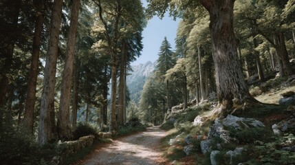 Scenic Forest Path with Majestic Trees and Mountain View for Nature Lovers