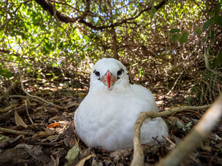 Red-tailed tropicbird on Lord Howe Island