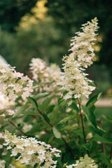 Hydrangea paniculata blooms in summer
