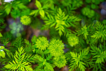 Lush green moss and foliage in a vibrant natural setting.