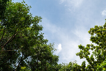 Lush green canopy under a bright blue sky