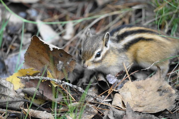 地面に降りてエサを探すエゾシマリス