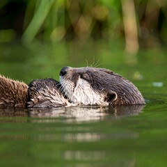 Otters grooming in water