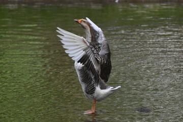 Um lindo ganso dando a sua graça no lago do jardim do Museu da República - Catete - RJ