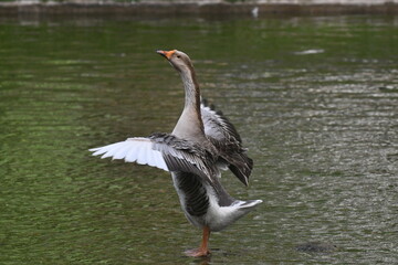 Um lindo ganso dando a sua gra&ccedil;a no lago do jardim do Museu da Rep&uacute;blica - Catete - RJ