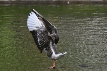 Um lindo ganso dando a sua gra&ccedil;a no lago do jardim do Museu da Rep&uacute;blica - Catete - RJ