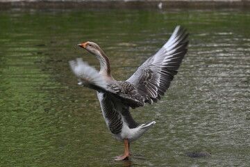 Um lindo ganso dando a sua gra&ccedil;a no lago do jardim do Museu da Rep&uacute;blica - Catete - RJ