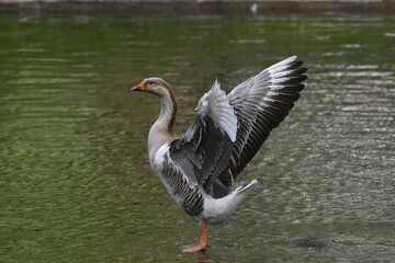 Um lindo ganso dando a sua gra&ccedil;a no lago do jardim do Museu da Rep&uacute;blica - Catete - RJ