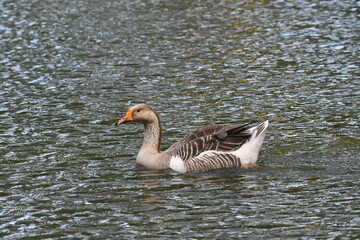 Um lindo ganso dando a sua gra&ccedil;a no lago do jardim do Museu da Rep&uacute;blica - Catete - RJ
