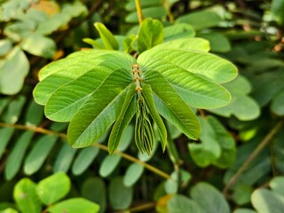 young Senna alata leaves close up