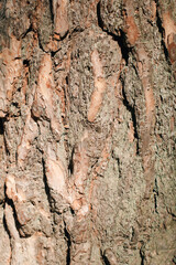 Pine tree bark close-up in the sun