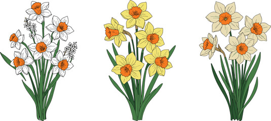 Hand-drawn daffodil flower bunches, yellow and white narcissus illustration, spring bloom set, floral artwork, garden flower decorative clipart