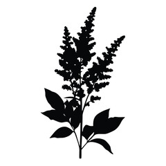 Download astilbe flower vector silhouette illustration for graphic design and decoration needs
