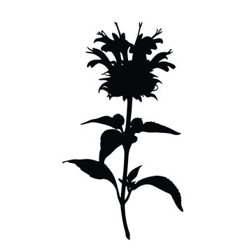 Bee balm flower silhouette vector illustration of monarda didyma herbal plant drawing design element