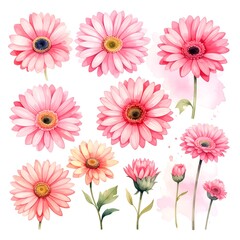 Pink gerbera flower collection