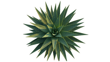 Aloe Vera Plant Fresh Green Succulent Natural Healing Herbal Remedy
