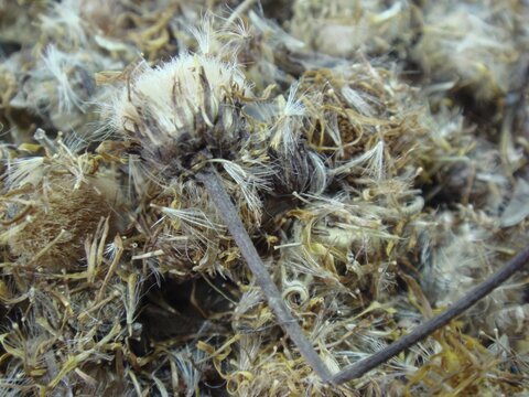Inula britannica var. chinensis, called Seonbokhwa in Korea, is a dried flower herb used to remove phlegm, regulate water metabolism, stop vomiting, and support digestion.