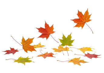 Fototapeta premium Pristine autumn maple leaves in vibrant red, orange, yellow, green, artfully arranged on transparent background with soft studio light, dynamic composition, concept of natural beauty and autumn