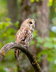 Owl perched on branch in forest