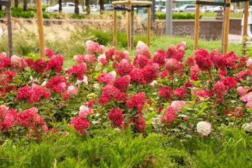 Fotobehang Hydrangea paniculata wim's red hydrangea and panicle red hydrangea Pink Shade. Large clusters of white red pink hydrangea flowers in garden or park  © Анастасия Бурлакова